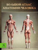 Большой атлас анатомии человека Перез Винсент читать онлайн