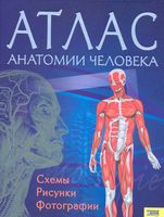 Атлас анатомии человека Севастьянова читать онлайн