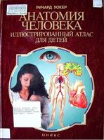 Анатомия человека Иллюстрированный атлас для детей Ричард Уокер читать онлайн бесплатно